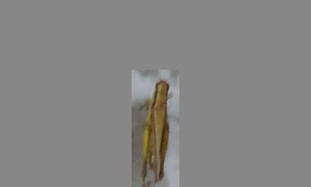蝗虫
