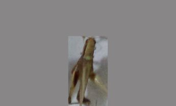蝗虫
