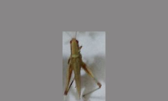 蝗虫