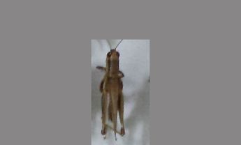 蝗虫