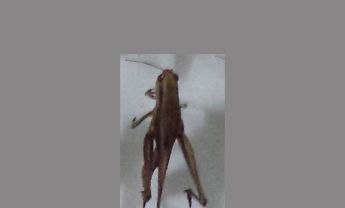 蝗虫