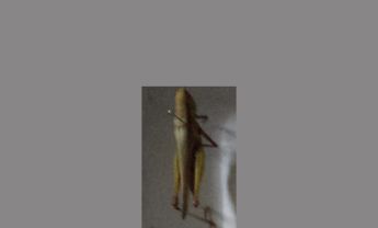 蝗虫