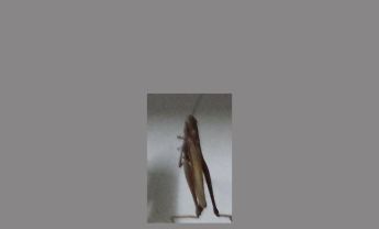蝗虫
