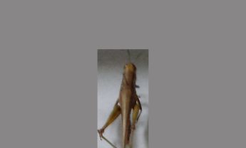 蝗虫