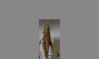 蝗虫