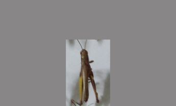蝗虫