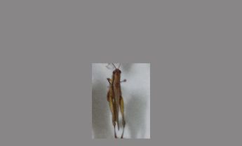 蝗虫