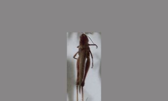 蝗虫