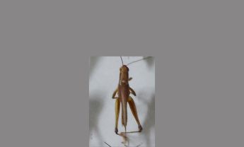 蝗虫