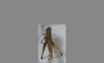 蝗虫