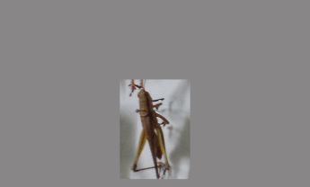 蝗虫