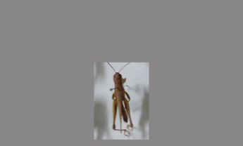 蝗虫