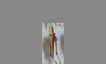 蝗虫