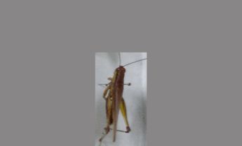 蝗虫