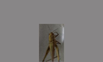 蝗虫