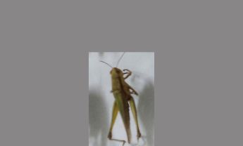 蝗虫