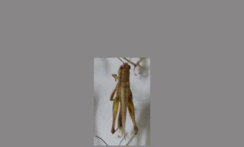 蝗虫
