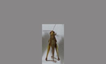 蝗虫