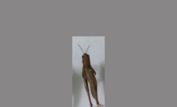 蝗虫