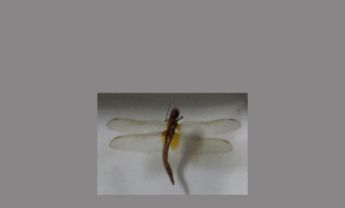 蜻蜓