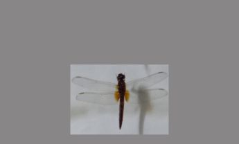 蜻蜓