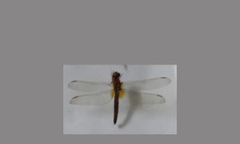 蜻蜓
