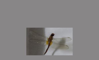蜻蜓