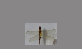 蜻蜓