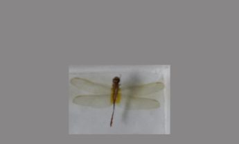 蜻蜓
