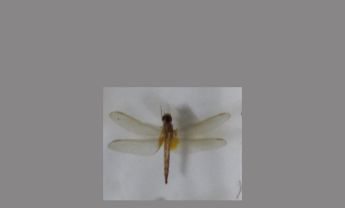 蜻蜓