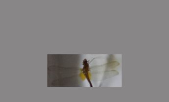 蜻蜓