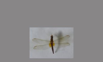 蜻蜓