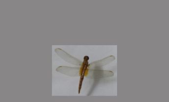 蜻蜓