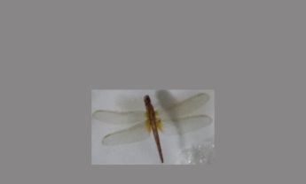 蜻蜓