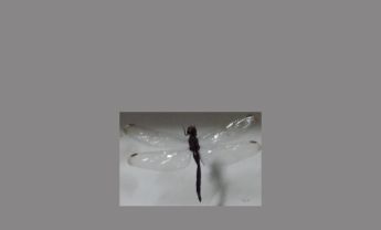 蜻蜓