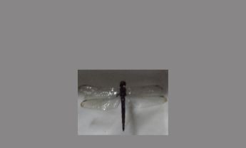 蜻蜓