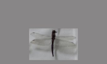 蜻蜓