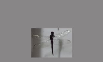 蜻蜓