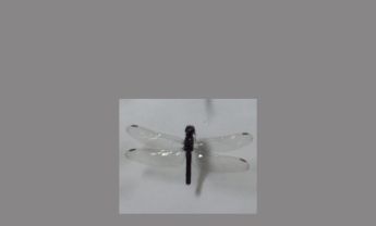 蜻蜓