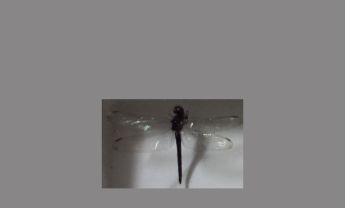 蜻蜓
