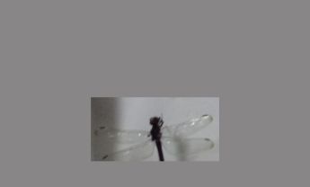 蜻蜓