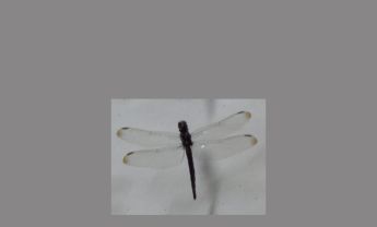 蜻蜓