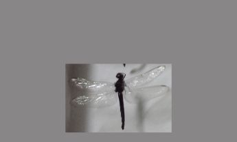 蜻蜓