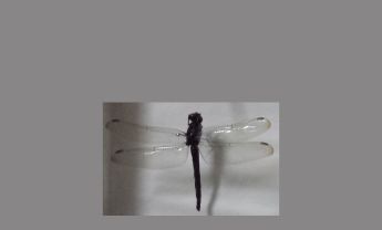蜻蜓