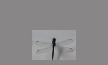 蜻蜓