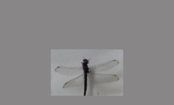 蜻蜓