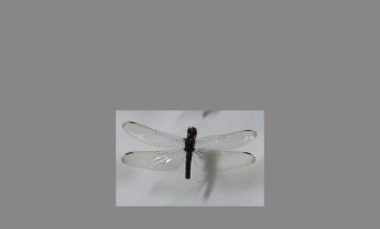 蜻蜓