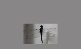 蜻蜓