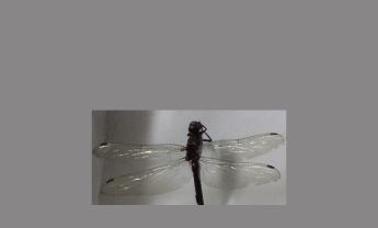 蜻蜓
