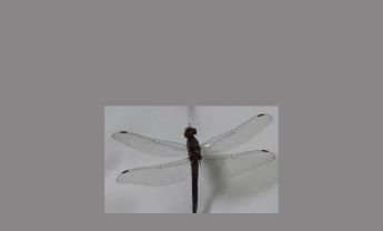 蜻蜓